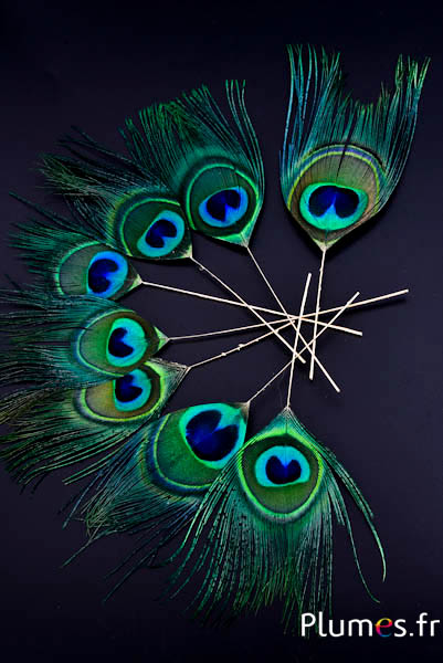 Pauw blauw gouden schacht - 15-25 cm - smaragdgroen